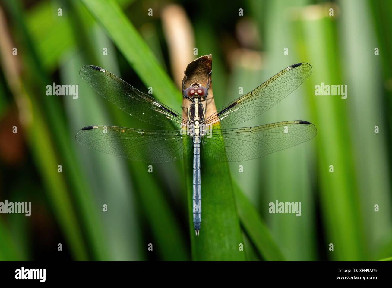 Eine schöne afrikanische Weißgefleckte Libelle (Hemistigma albipunctum) sitzt auf Schilfhalmen, KwaZulu-Natal, Südafrika Stockfoto