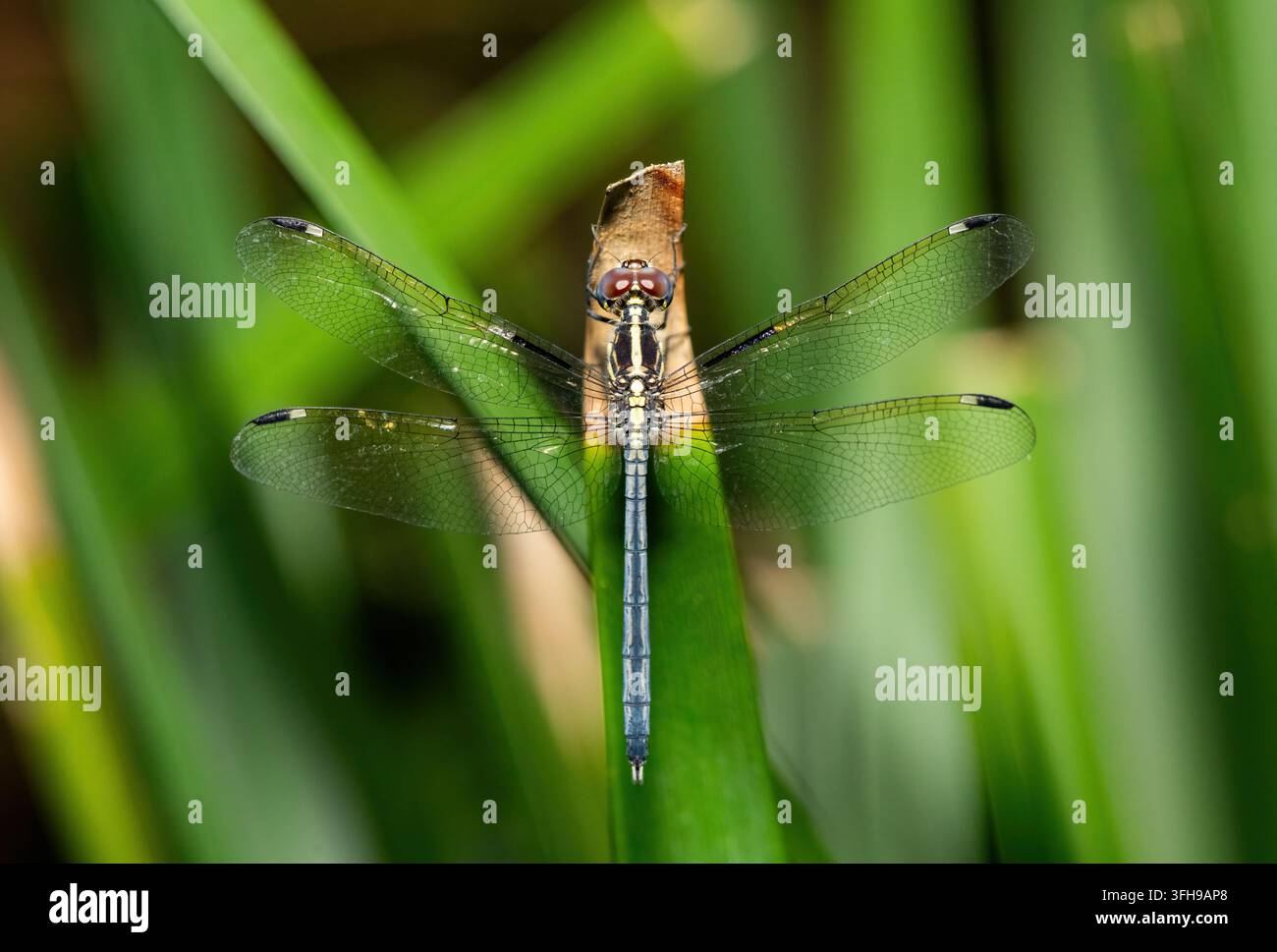 Eine schöne afrikanische Weißgefleckte Libelle (Hemistigma albipunctum) sitzt auf Schilfhalmen, KwaZulu-Natal, Südafrika Stockfoto