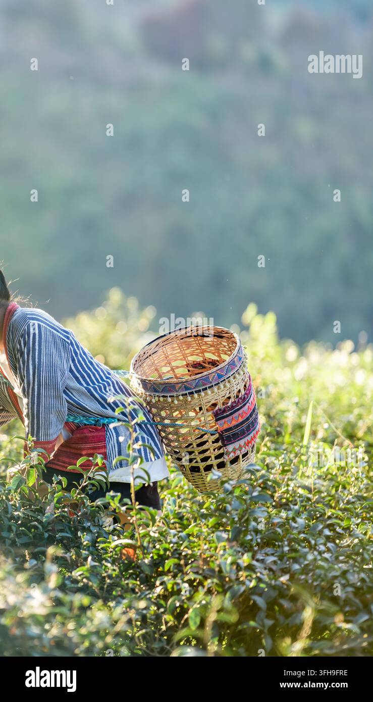 Ein lokaler Teepflücker sammelt frische Blätter von Hand in einer sonnenbeschienenen Plantage. Authentische ländliche Bilder betonen nachhaltige Landwirtschaft und ethische Ernte. Stockfoto