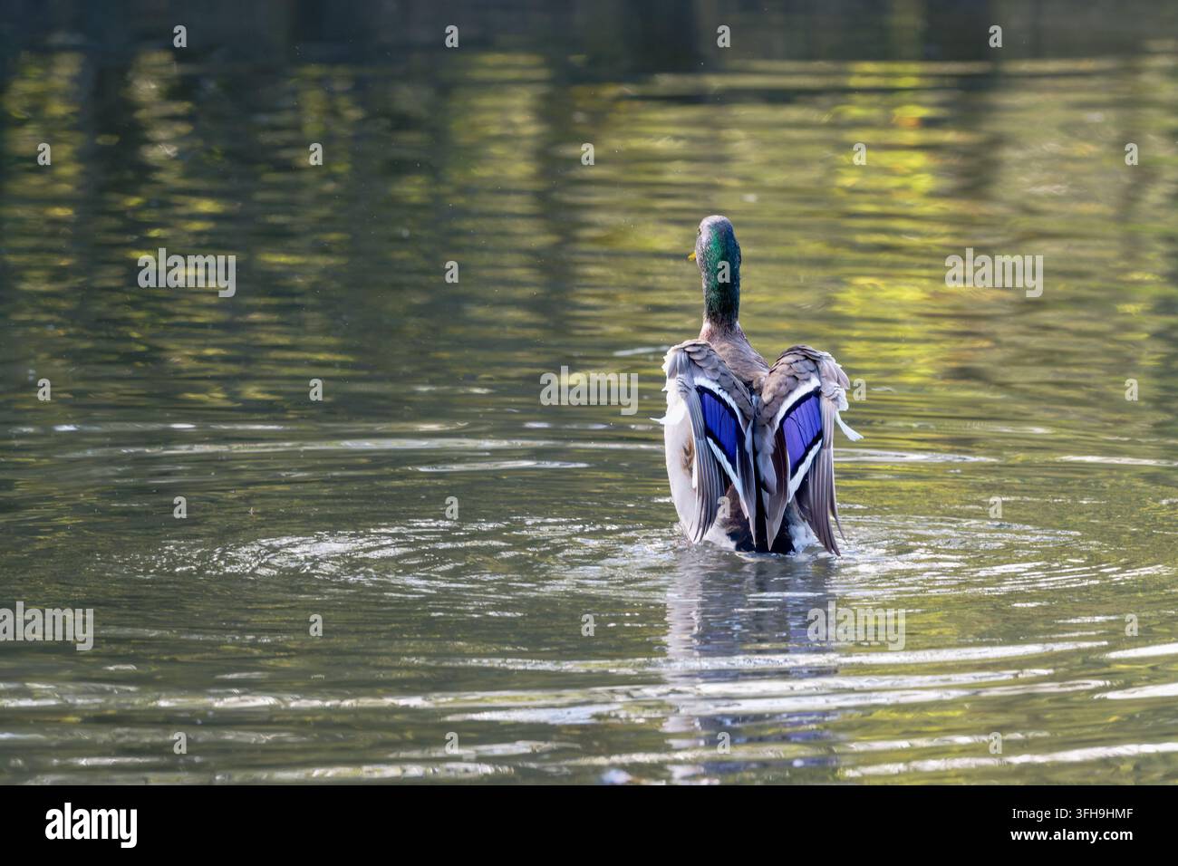 Malerente, die ihre schillernden blauen Spiegelgefiedern zur Schau stellt, während sie in flachem Wasser steht. Stockfoto