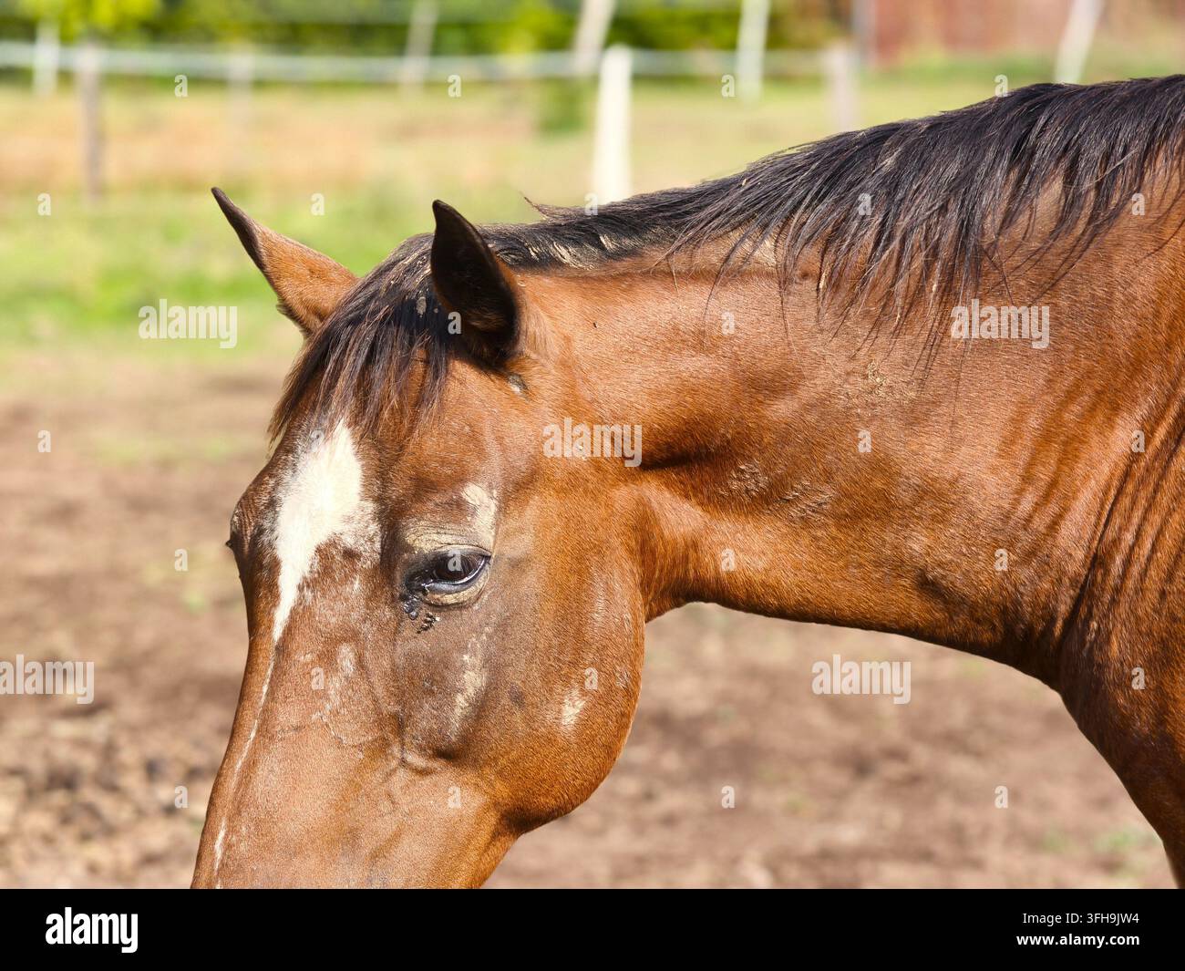 Braunes Pferd mit einer Augenentzündung steht im Freien - Smartphone-aufgenommenes Stockfoto
