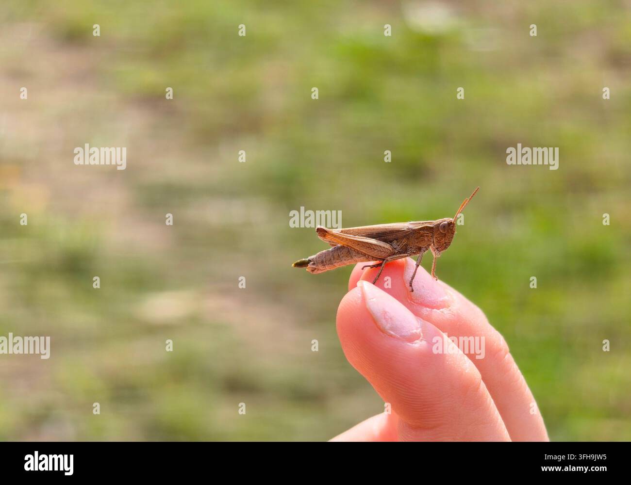 Kleiner brauner Grashüpfer, der auf einem menschlichen Finger im Freien sitzt - Smartphone-aufgenommenes Stockfoto