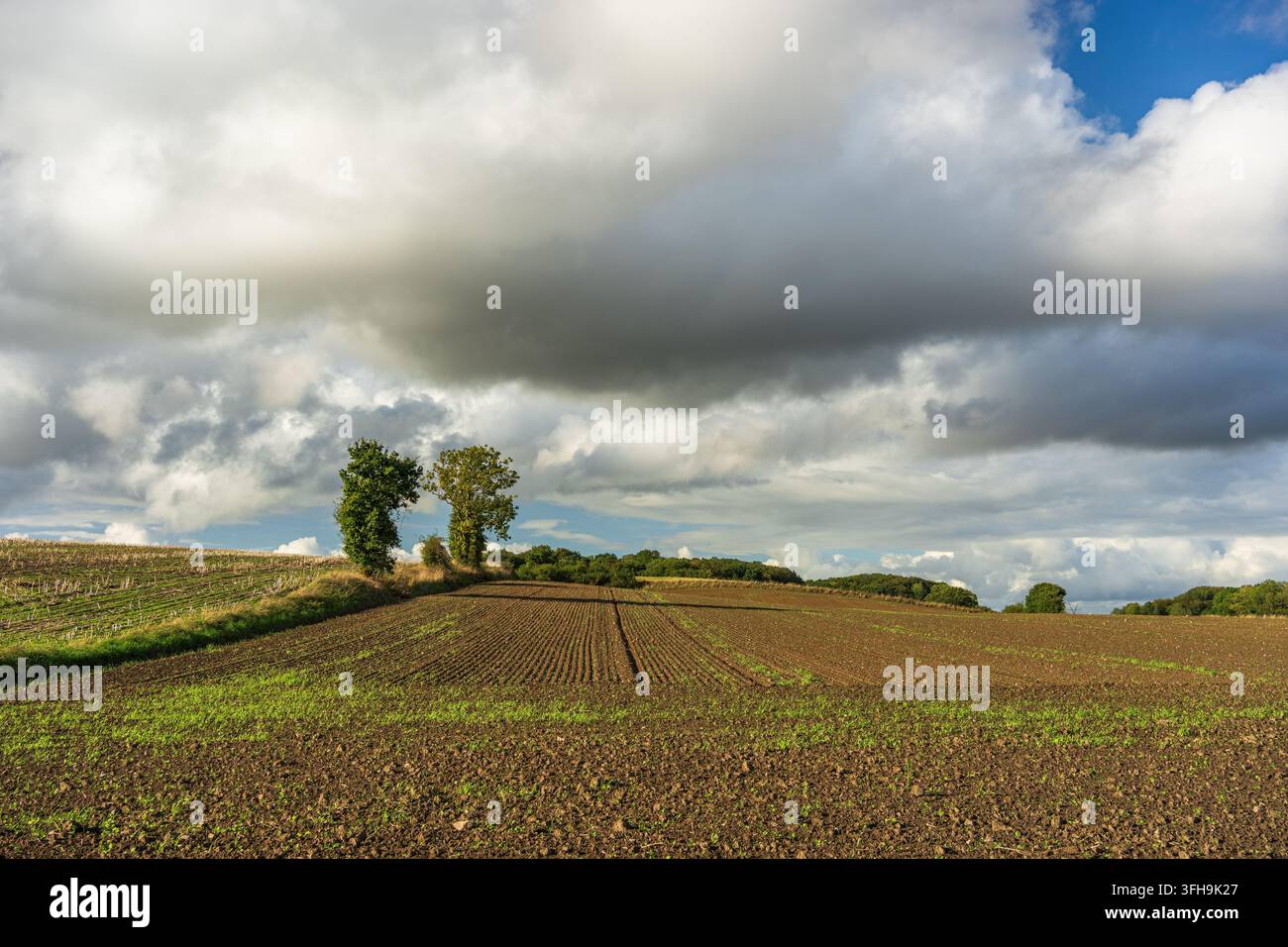 Eine sich erstreckende ländliche Landschaft zeigt ein kultiviertes Bauernfeld mit jungen grünen Sprossen, die im reichen braunen Boden wachsen. Im Hintergrund stehen grüne Bäume s Stockfoto
