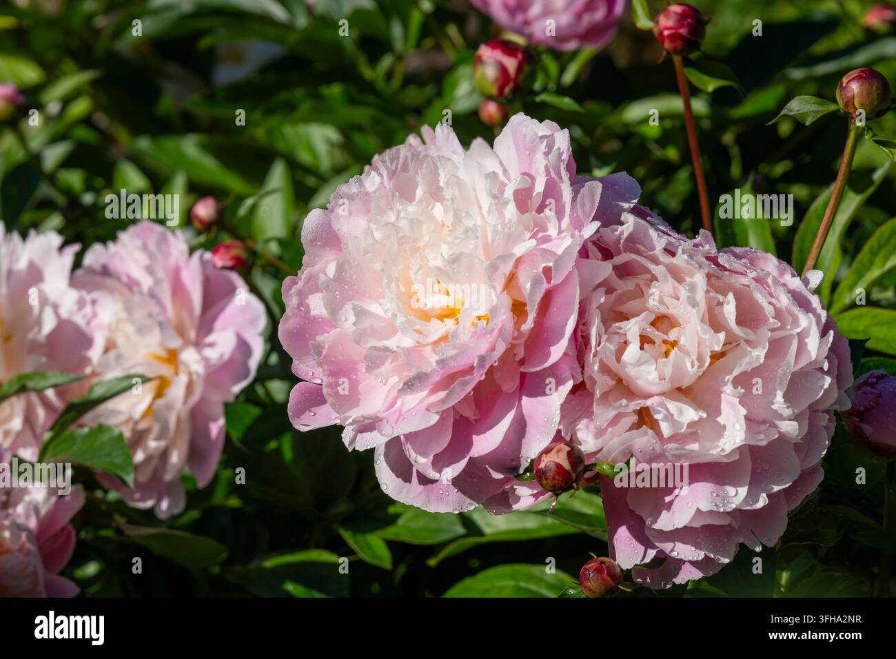 Paeonia lactiflora ‚Raspberry Sundae‘, eine duftende Pfingstrose mit großen, vollen Doppelblüten in weichem Rosa, cremeweiß und zarten Himbeertonwerten. Stockfoto