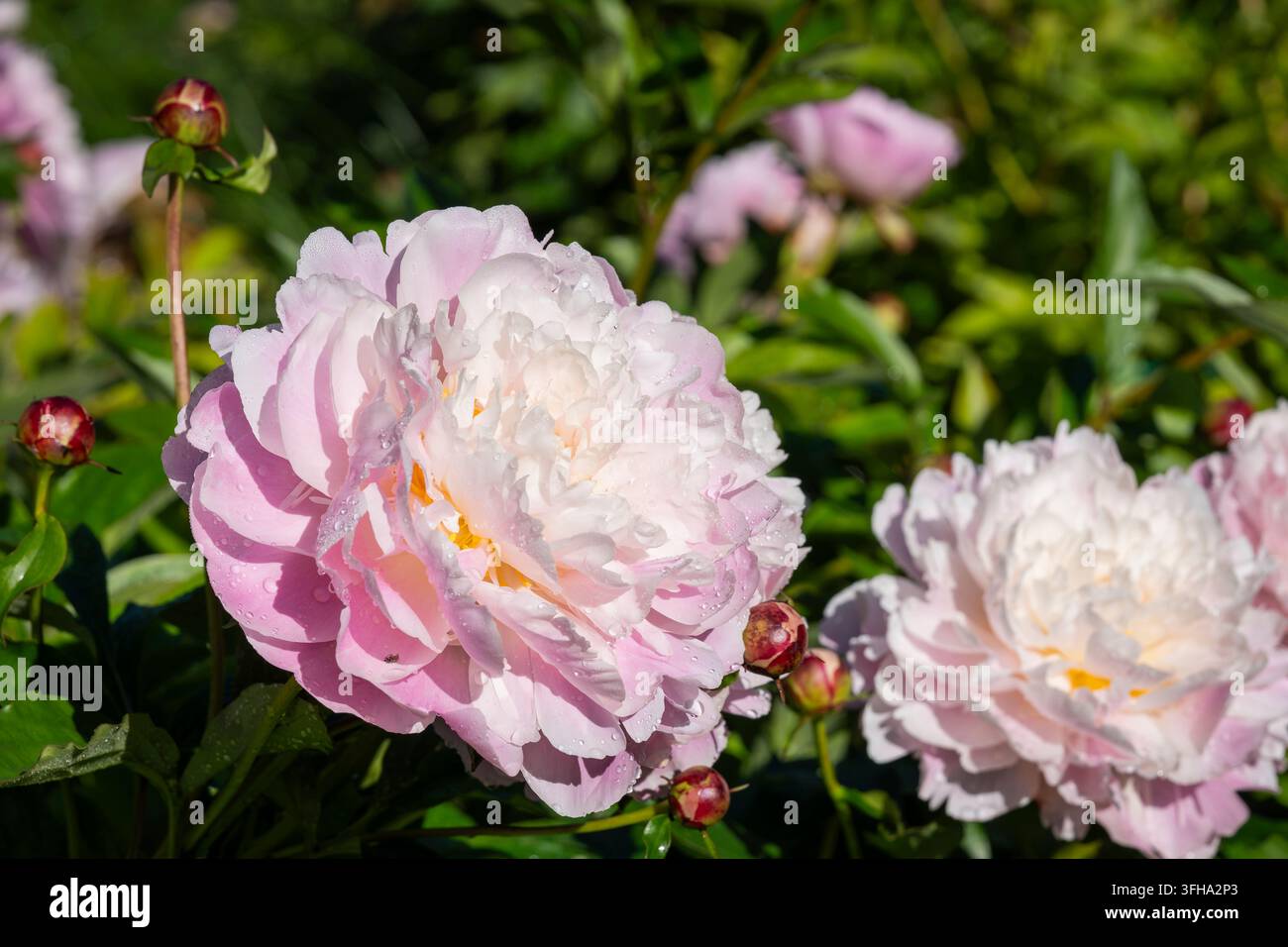 Paeonia lactiflora ‚Raspberry Sundae‘, eine duftende Pfingstrose mit großen, vollen Doppelblüten in weichem Rosa, cremeweiß und zarten Himbeertonwerten. Stockfoto