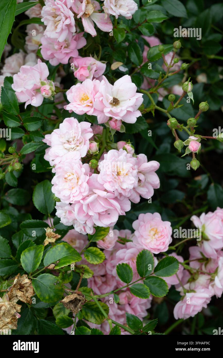 Ein Büschel weicher rosa Rosen im sanften Morgenlicht. Zarte Blütenblätter entfalten sich anmutig und zeigen kunstvolle Strukturen und subtile Farbvariationen. Ele Stockfoto