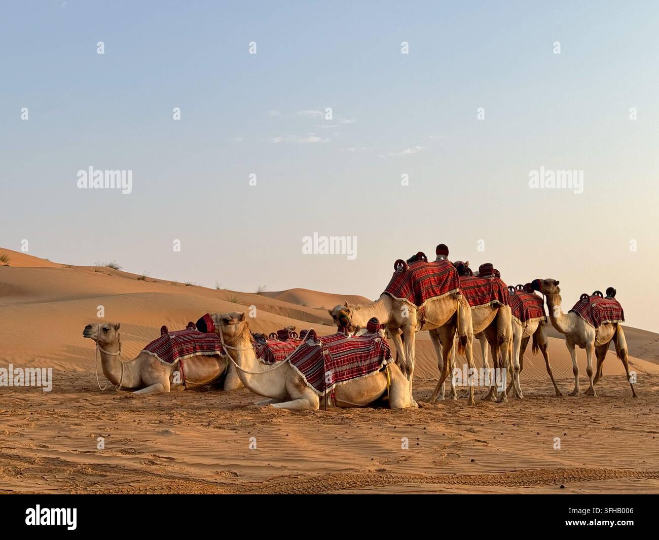 Gruppe von Kamelen mit Reitern, die auf Sanddünen während eines Wüstensafaris in der Nähe von Abu Dhabi, Vereinigte Arabische Emirate, ruhen - Smartphone-aufgenommenes Stockfoto