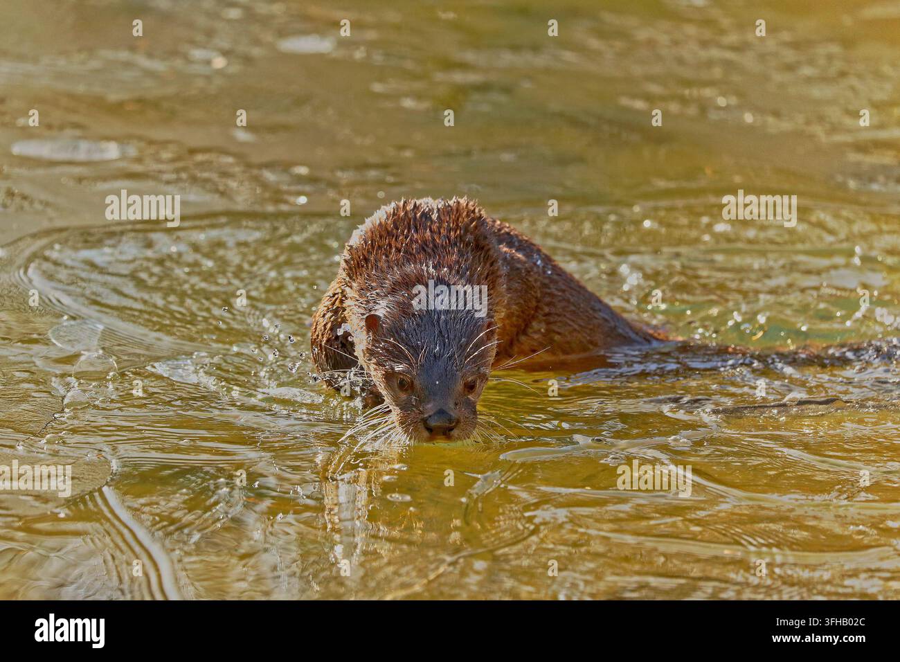 Der nordamerikanische Biberotter (Lontra canadensis), auch bekannt als nördlicher Biberotter oder gewöhnlicher Otter Stockfoto