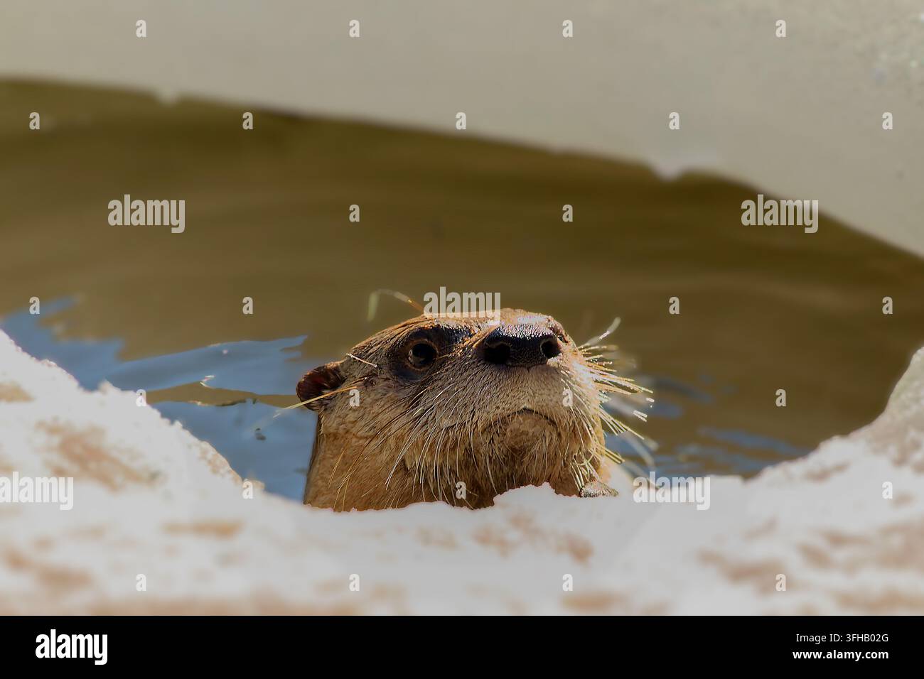 Der nordamerikanische Biberotter (Lontra canadensis), auch bekannt als nördlicher Biberotter oder gewöhnlicher Otter Stockfoto