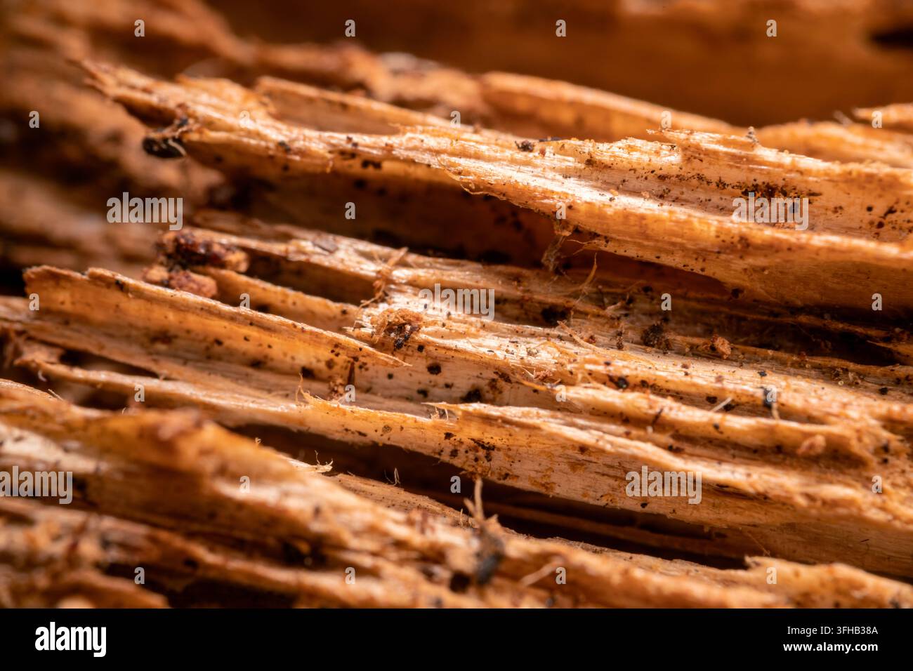 Extrem makroskopische Nahaufnahme von gesplitterter Holzfaserung, die eine raue faserige Textur und organische Details mit geringer Tiefenschärfe zeigt. Stockfoto