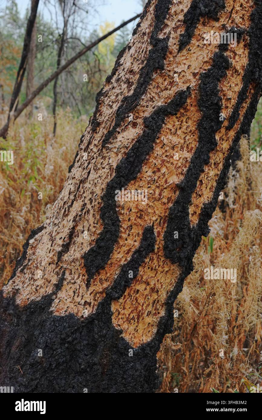 „Leopard“- oder „Gepard“-Baum mit deutlichen Markierungen am Stamm nach einem Feuer, das explosive Hitze- und Druckfreisetzungen von feuchter Rinde verursacht hat, BC, Kanada. Stockfoto