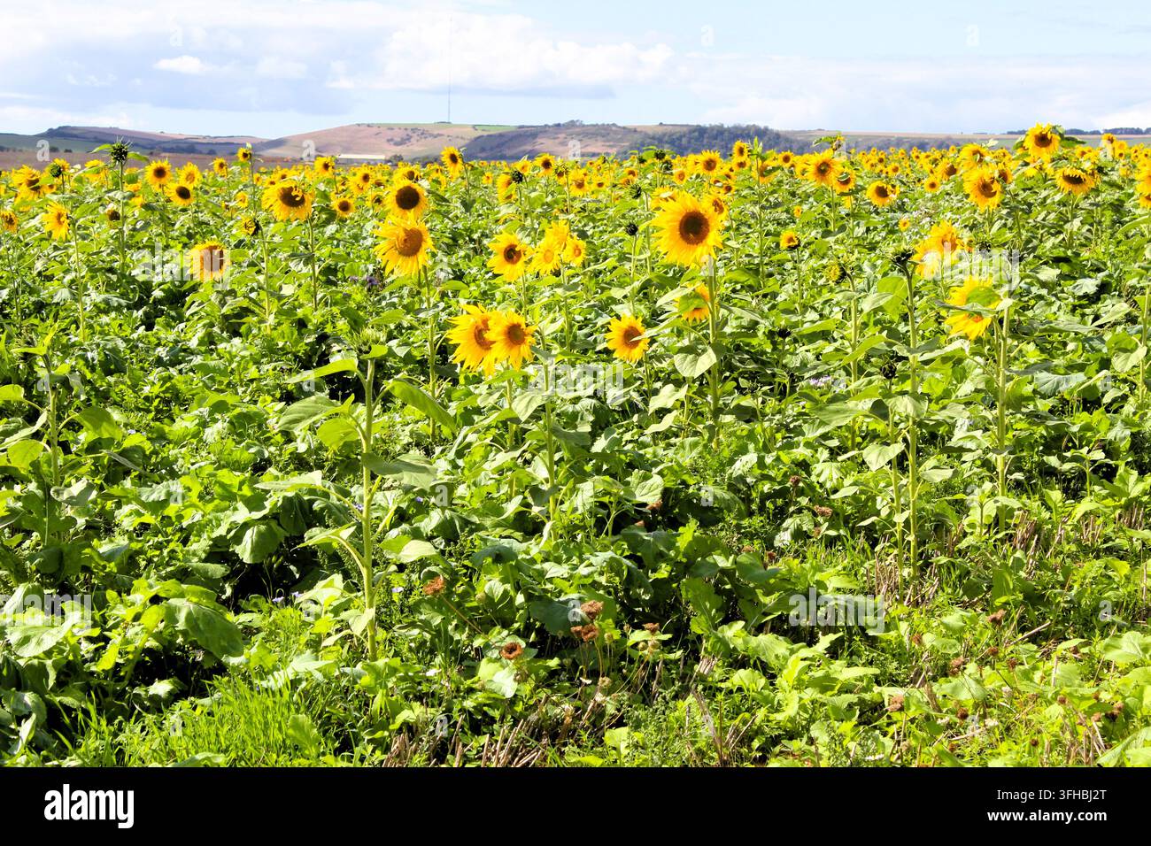 Sonnenblumen auf einem Feld, UK Stockfoto