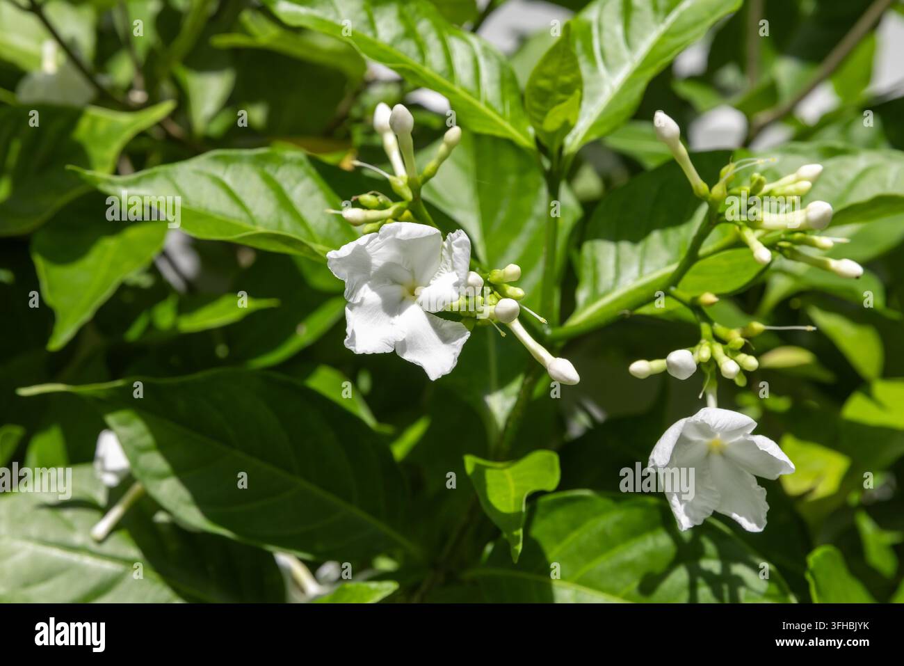 Nahaufnahme von weißen Jasminblüten und ungeöffneten Knospen, umgeben von glänzenden grünen Blättern, die ein frisches, duftendes, tropisches Gartengefühl in hellem Licht einfangen Stockfoto