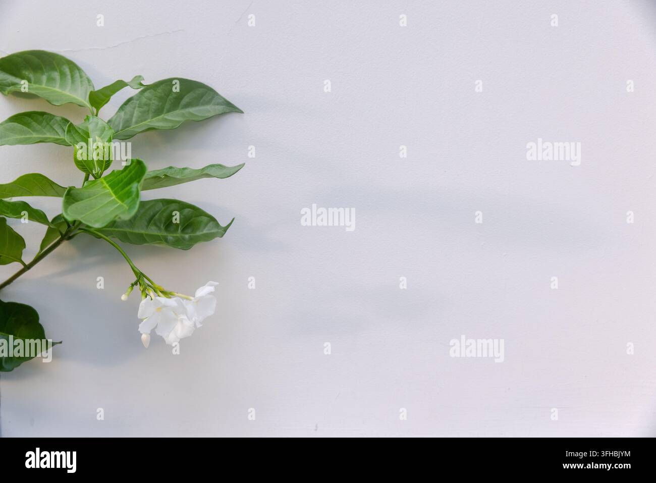 Eine zarte weiße Jasminblüte und glänzende grüne Blätter ruhen vor einer blassen minimalen Wand und schaffen eine ruhige, elegante Komposition mit reichlich Kopierraum f Stockfoto