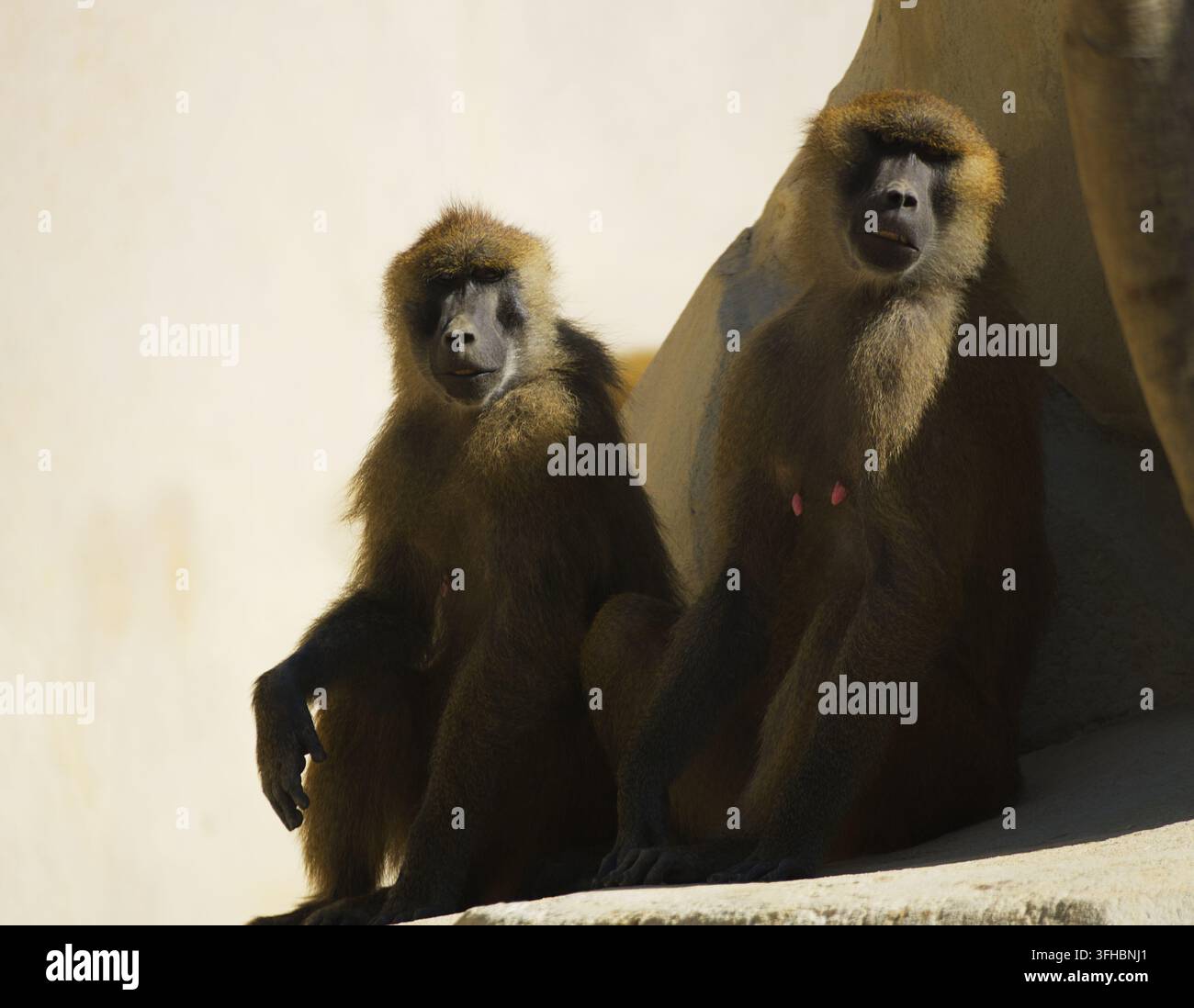 Zwei Guinea-Pavianen (Papio papio) sitzen nebeneinander im vollen Sonnenlicht und blicken in Richtung der Kamera. Stockfoto