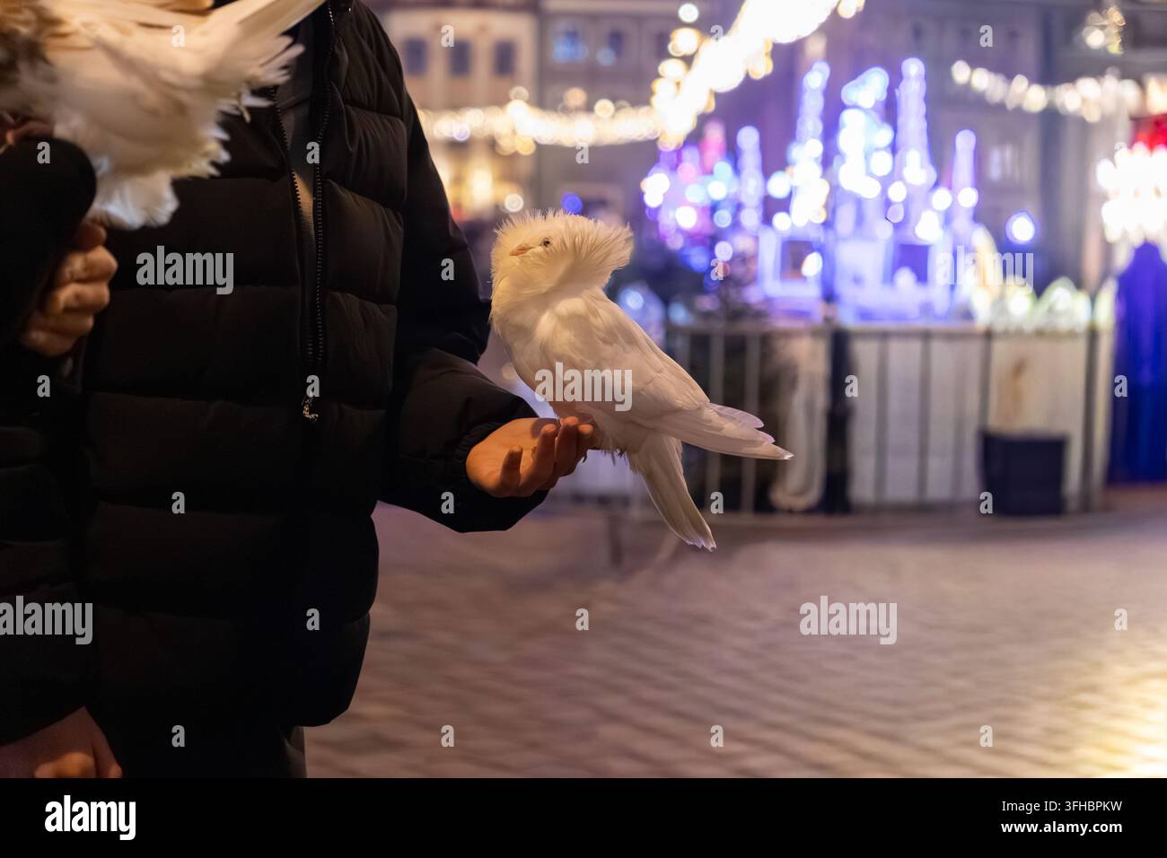 Die einzigartige Haubentäubchen sitzt friedlich auf einer offenen Hand während einer kalten Nacht und erweckt ein Gefühl von Staunen und Ruhe in der Helligkeit Stockfoto