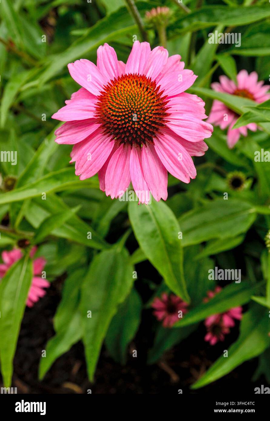 Oberansicht einer glänzenden Echinacea-Blüte (Purpur-Sonnenhut) nach dem Regen mit ihrem Laub im Hintergrund. Stockfoto