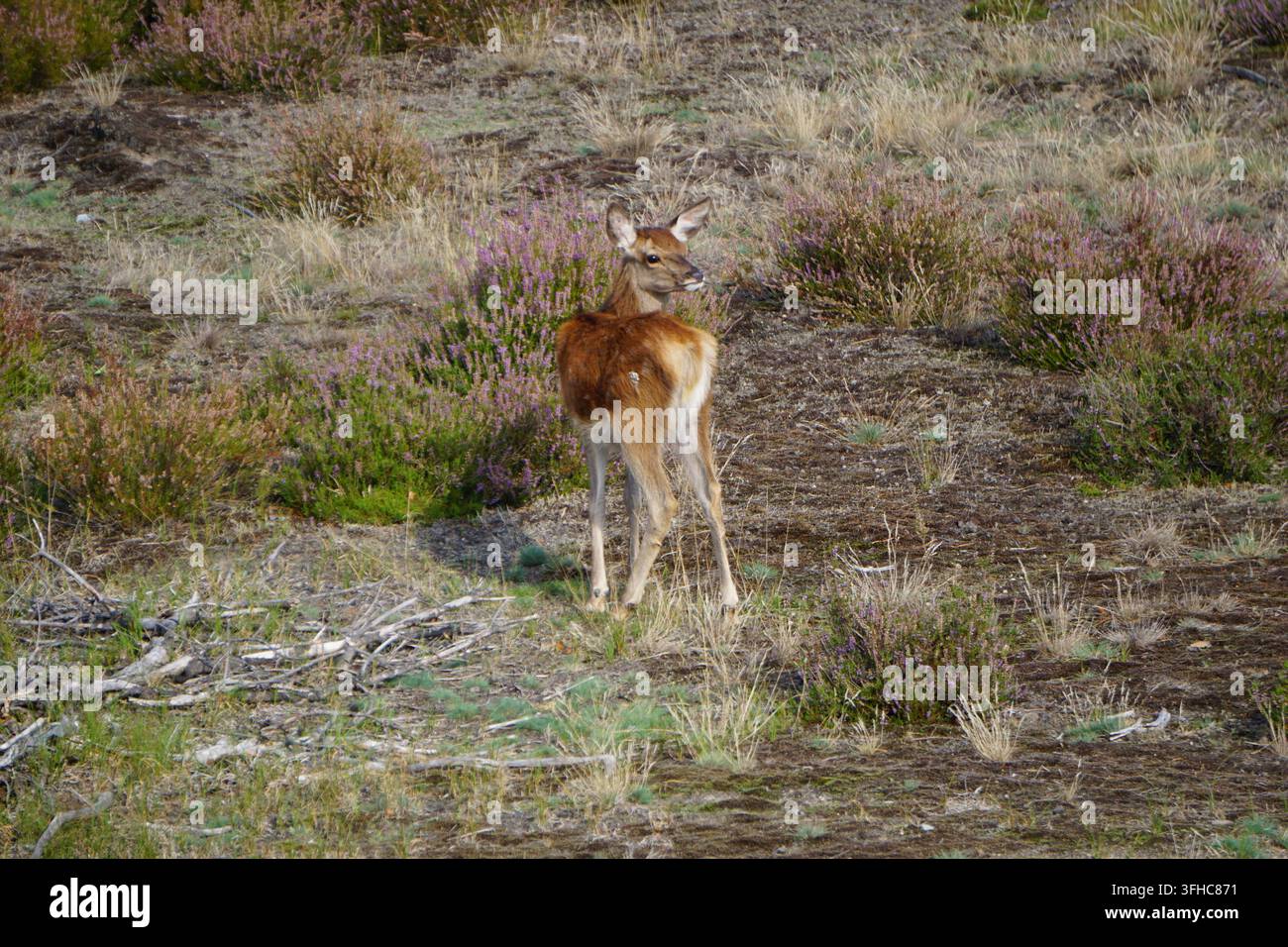 Ein junges Rotwildbaby, ein junges Kalb, steht auf einer Heidewiese in der Schönower Heide, Brandenburg, Deutschland Stockfoto