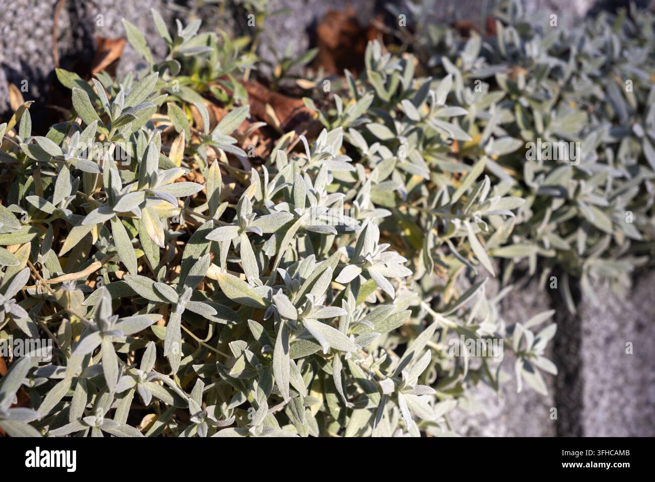 Nahaufnahme einer lebendigen silbrig-grünen Bodendecke mit weichem, flauschigem Blattwerk, die entlang eines sonnigen Steinrandes gedeiht und einen ruhigen Garten bietet Stockfoto