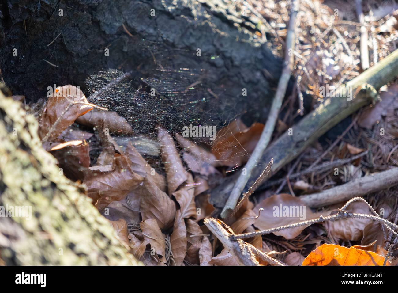 Detaillierte Makroaufnahme eines zarten Spinnennetzes, das vor Morgentau glitzert, eingebettet zwischen strukturierten trockenen abgefallenen Blättern und natürlichem Waldbodenabfall, Hervorhebung Stockfoto