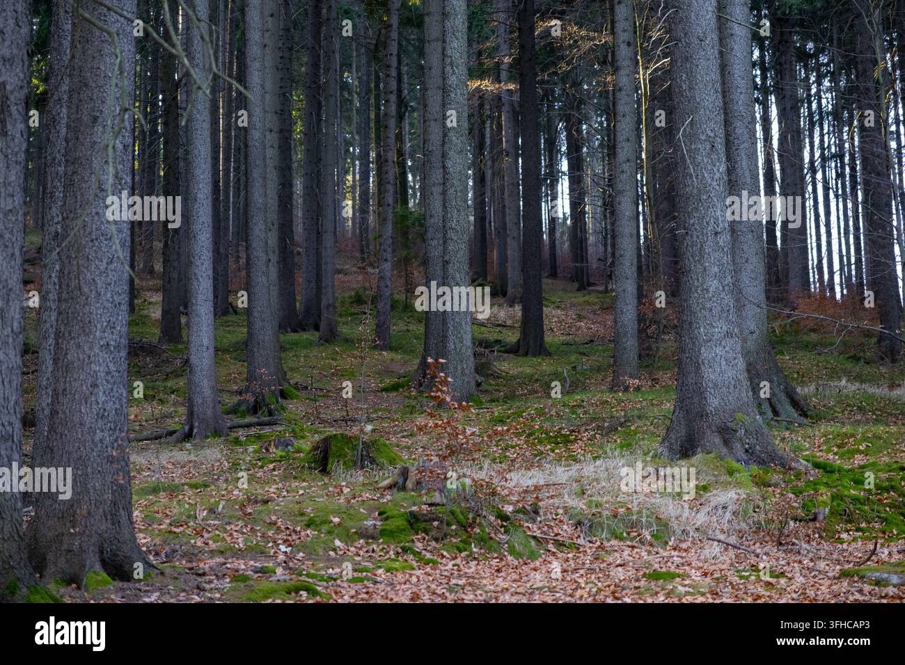 Ein bezaubernder Blick durch einen dichten Wald offenbart hoch aufragende Baumstämme, einen lebendigen grünen moosigen Boden und verstreute braune Herbstblätter, die n Stockfoto