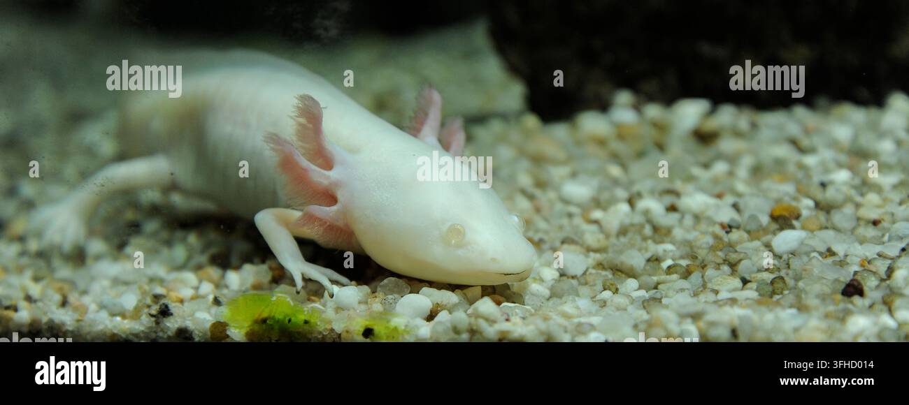 Albino-Axolotl ruht auf Aquariengravel mit zarten rosa äußeren Kiemen. Nahaufnahme des wassbewohnenden Salamanders betont Neotenie, Regenerationsbiologie, Stockfoto
