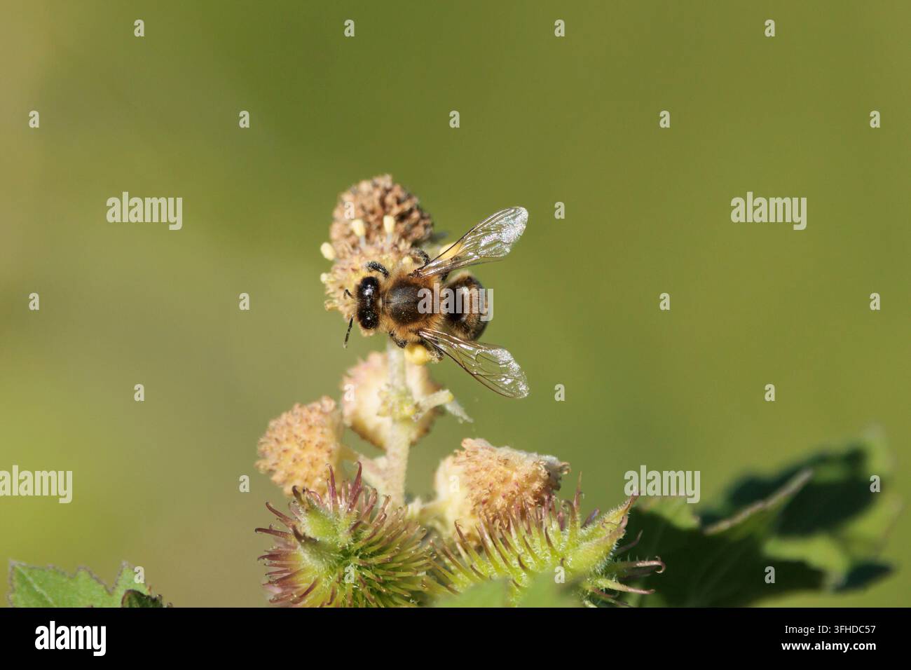 Honigbiene von oben gesehen, die auf einer Wildblume sitzt, Beniarres, Spanien Stockfoto