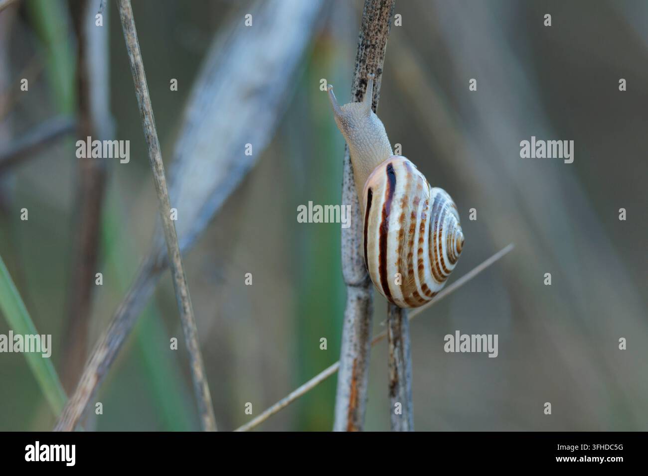 Gestreifte Landschnecke, die einen trockenen Stängel in ihrem natürlichen Lebensraum in Spanien erklimmt Stockfoto
