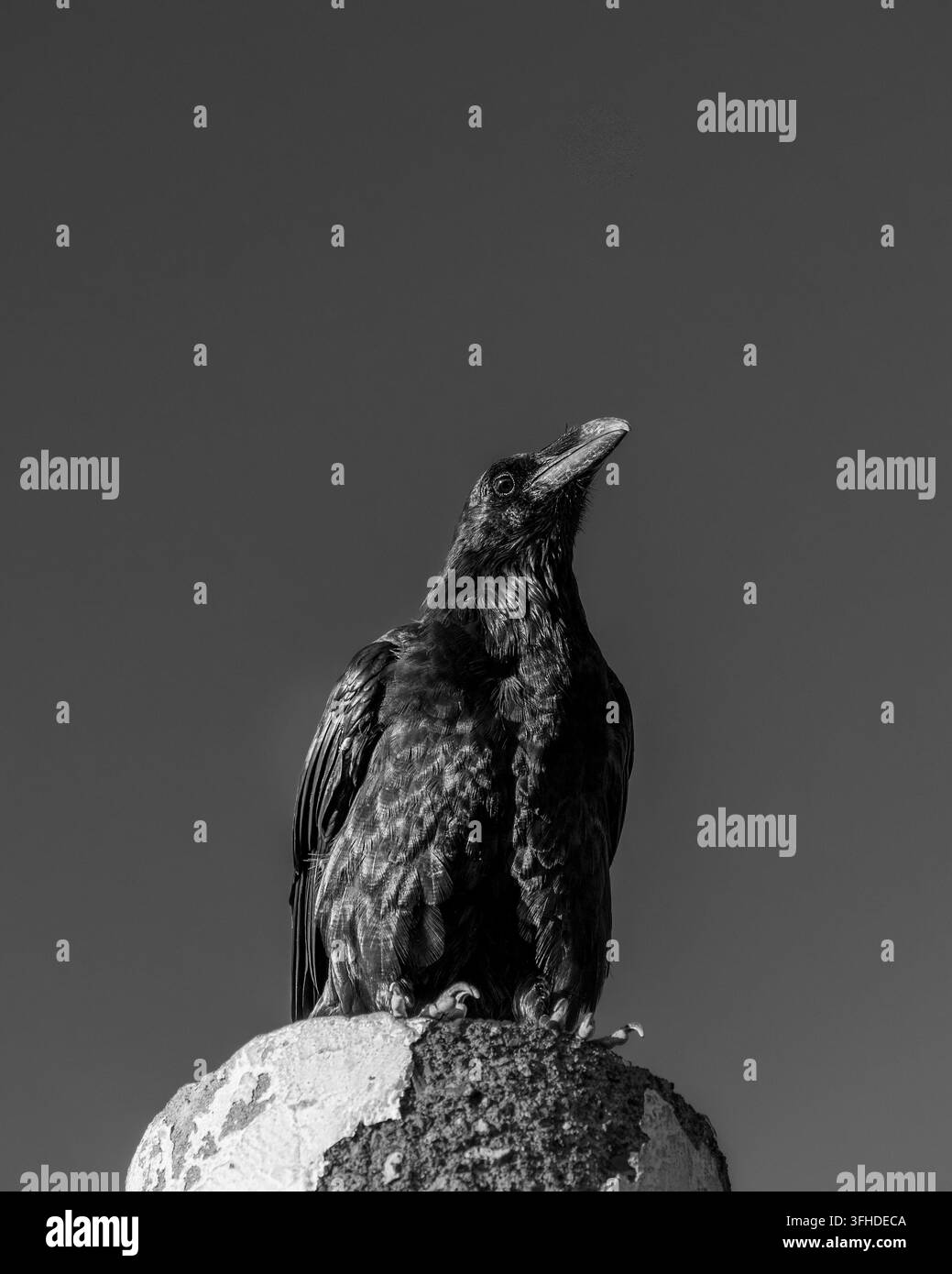 Schwarzweiß-Porträt eines majestätischen Neuntöters, der auf einer Steinsäule sitzt Stockfoto