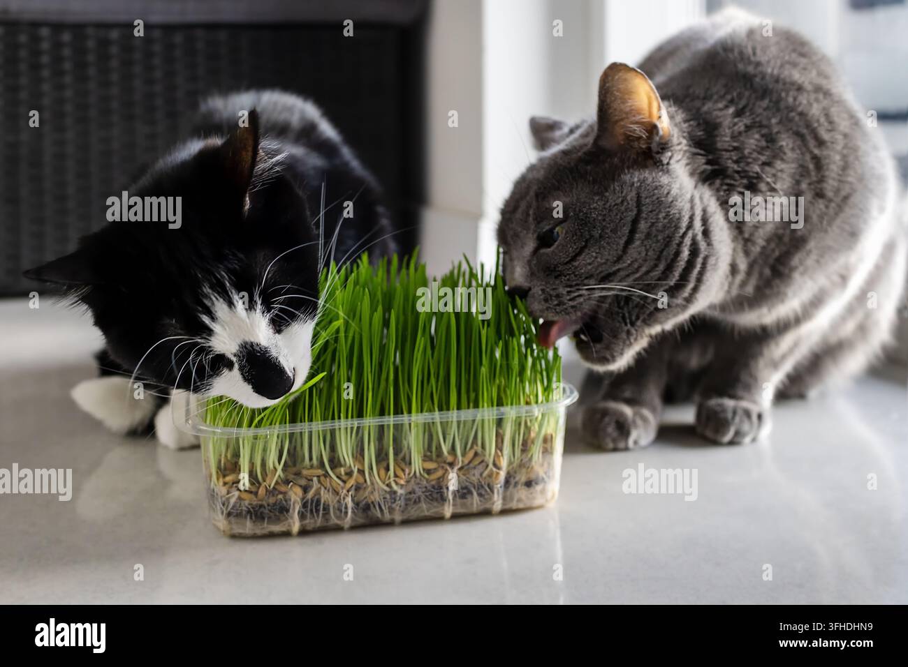 Zwei Katzen fressen frisches Katzengras im Haus Stockfoto