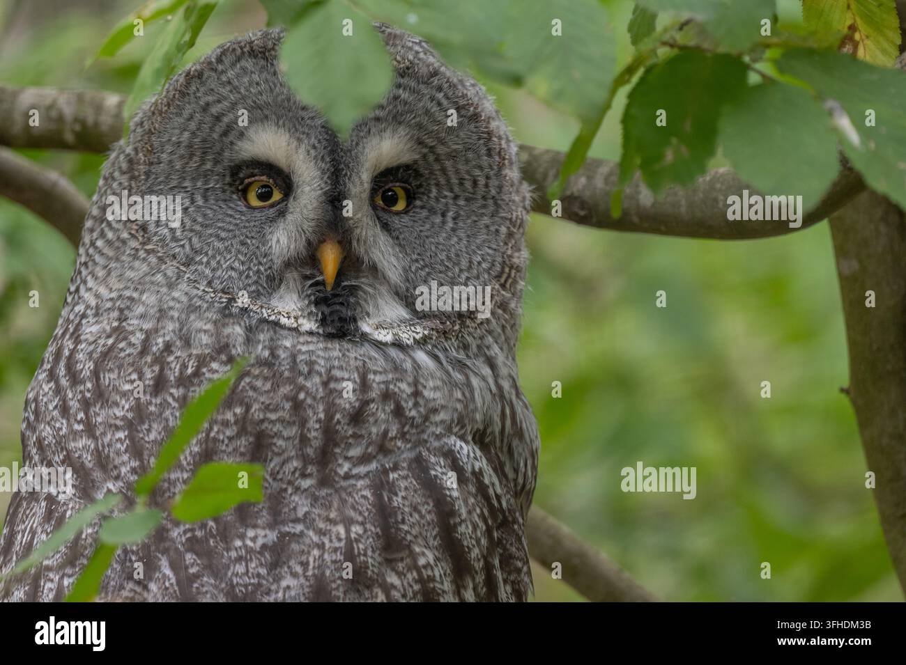 Eine große Graue Eule (Strix nebulosa) ruht auf einem Ast zwischen Blättern in einem Park, sie beobachtet die Waldumgebung. Rhodes, Moselle, Frankreich. Stockfoto