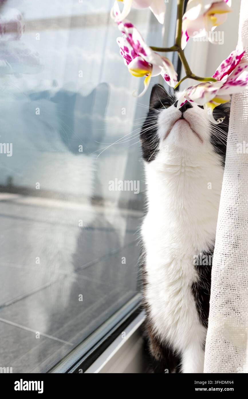 Schwarz-weiße Katze riecht Orchideenblüten im Haus Stockfoto