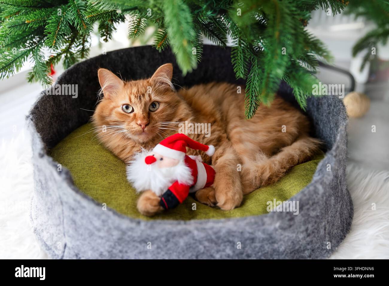 Orangene Katze entspannt sich im Bett mit Weihnachtsdekoration Stockfoto