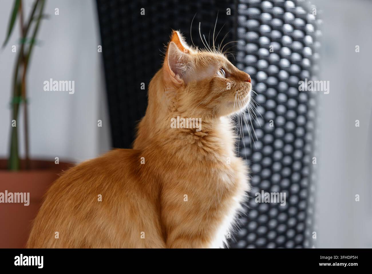 Orangene Katze schaut nach oben in Innenräumen Stockfoto