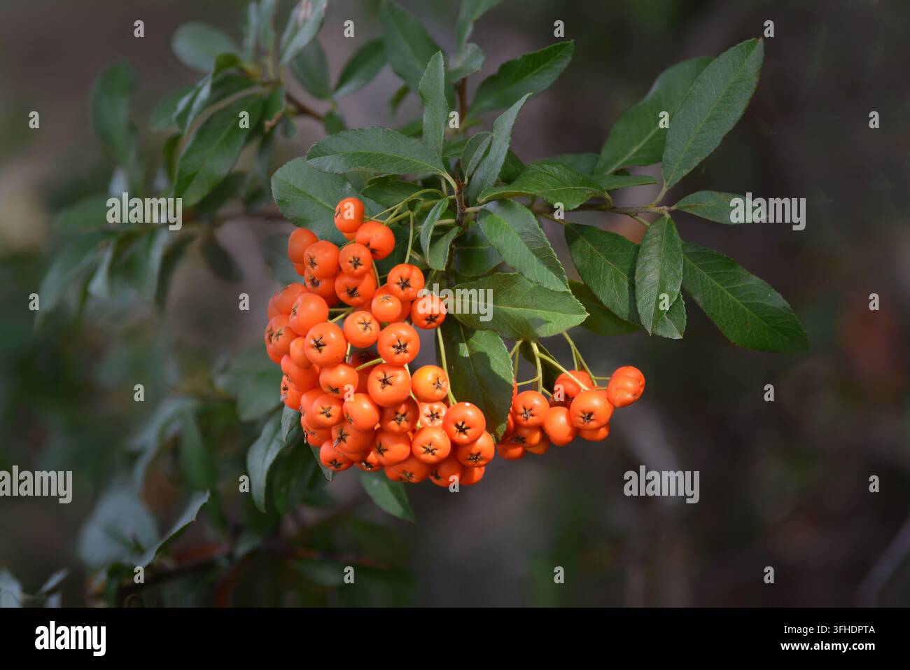 Feuerdorn (Pyracantha coccinea) Beeren zwischen grünen Blättern im Spätsommer. Stockfoto