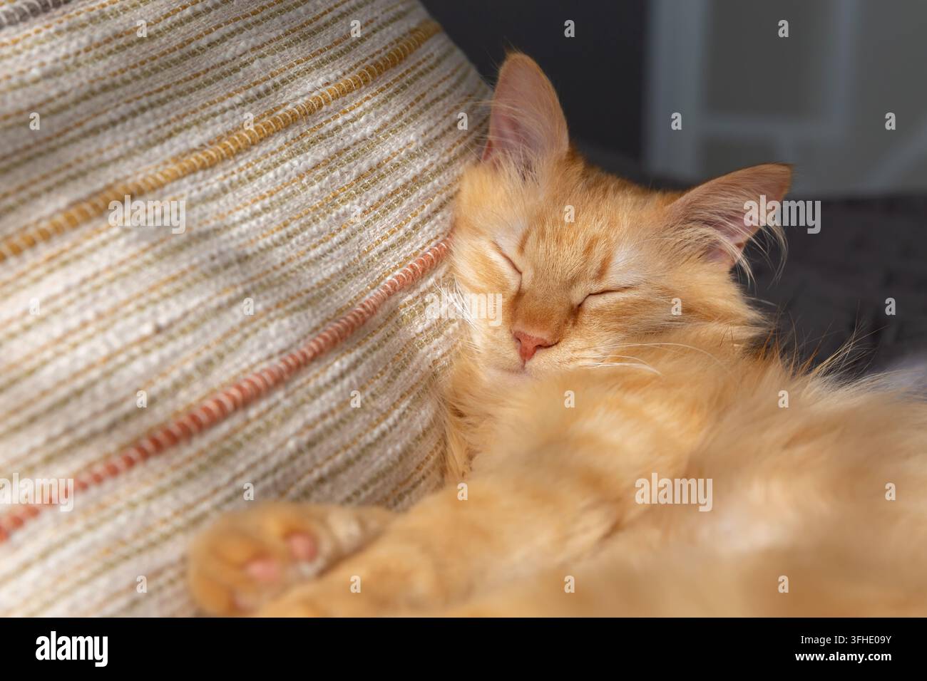 Schlafendes orangefarbenes Kätzchen ruht auf einem Sofa Stockfoto