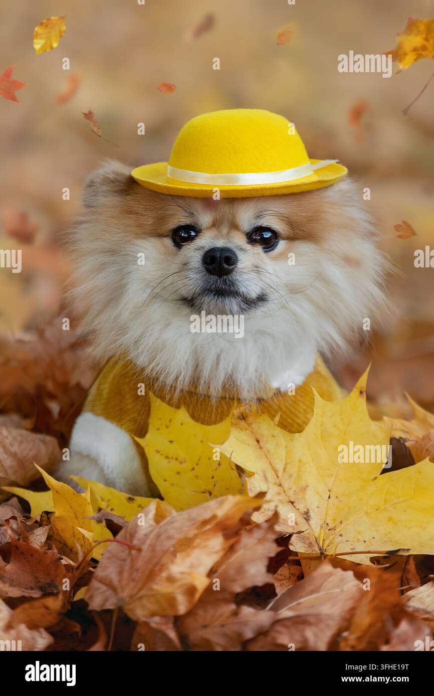Pomeranian-Hund mit gelbem Hut in Herbstblättern Stockfoto
