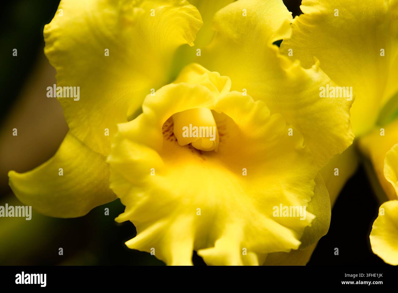 Nahaufnahme einer hellgelben Cattleya-Orchidee mit leuchtend goldenen Blütenblättern, makroskopischer floraler Naturhintergrund und lebendige saisonale Blütenpracht Stockfoto