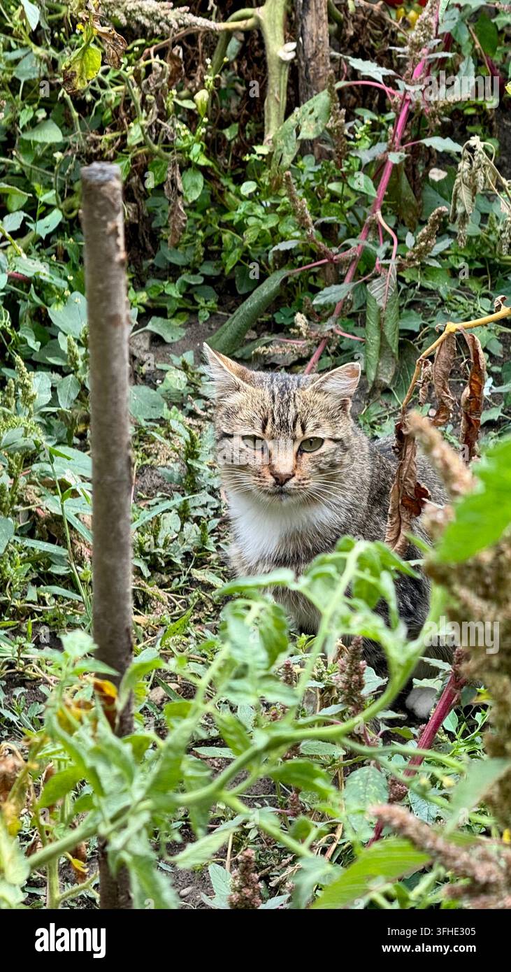 Graue Hauskatze steht in einem Garten und schaut direkt in die Kamera, umgeben von natürlichem Grün und Laub. Stockfoto