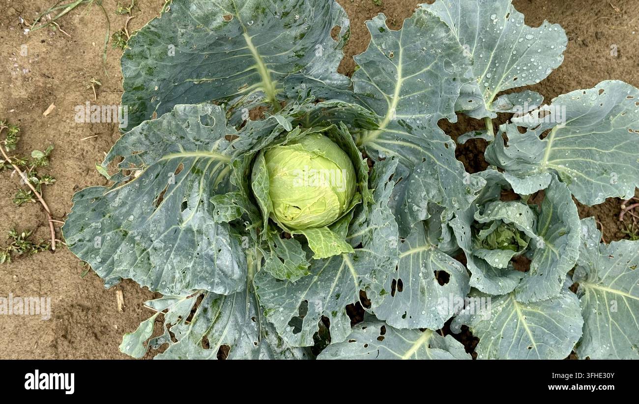 Reife Weißkohlpflanze aus der Vogelperspektive in einem Gemüsegarten fotografiert, die ihren dichten Mittelkopf und die umliegenden Blätter zeigt. Stockfoto