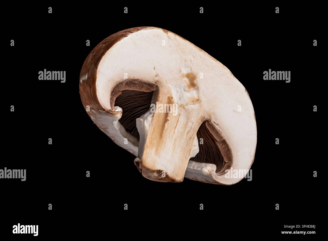 Die innere Struktur eines geschnittenen Agaricus bisporus zeigt zarte Lamellen und dichtes weißes Fleisch in diesem hochkontrastigen kulinarischen Bestandteil Stockfoto