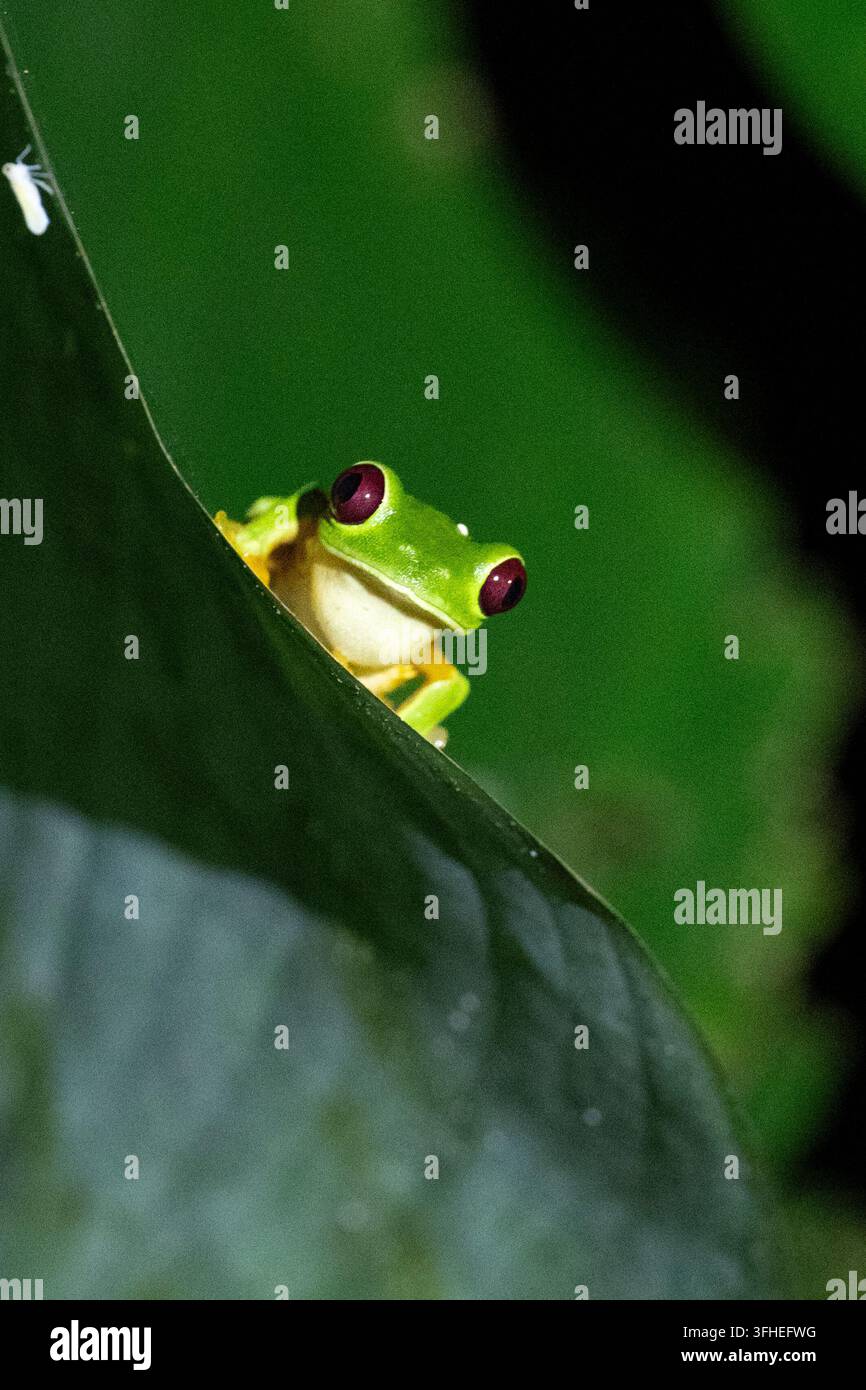 Rotaugbaumfrosch oder Rotaugblattfrosch, Agalychnis callidryas Stockfoto