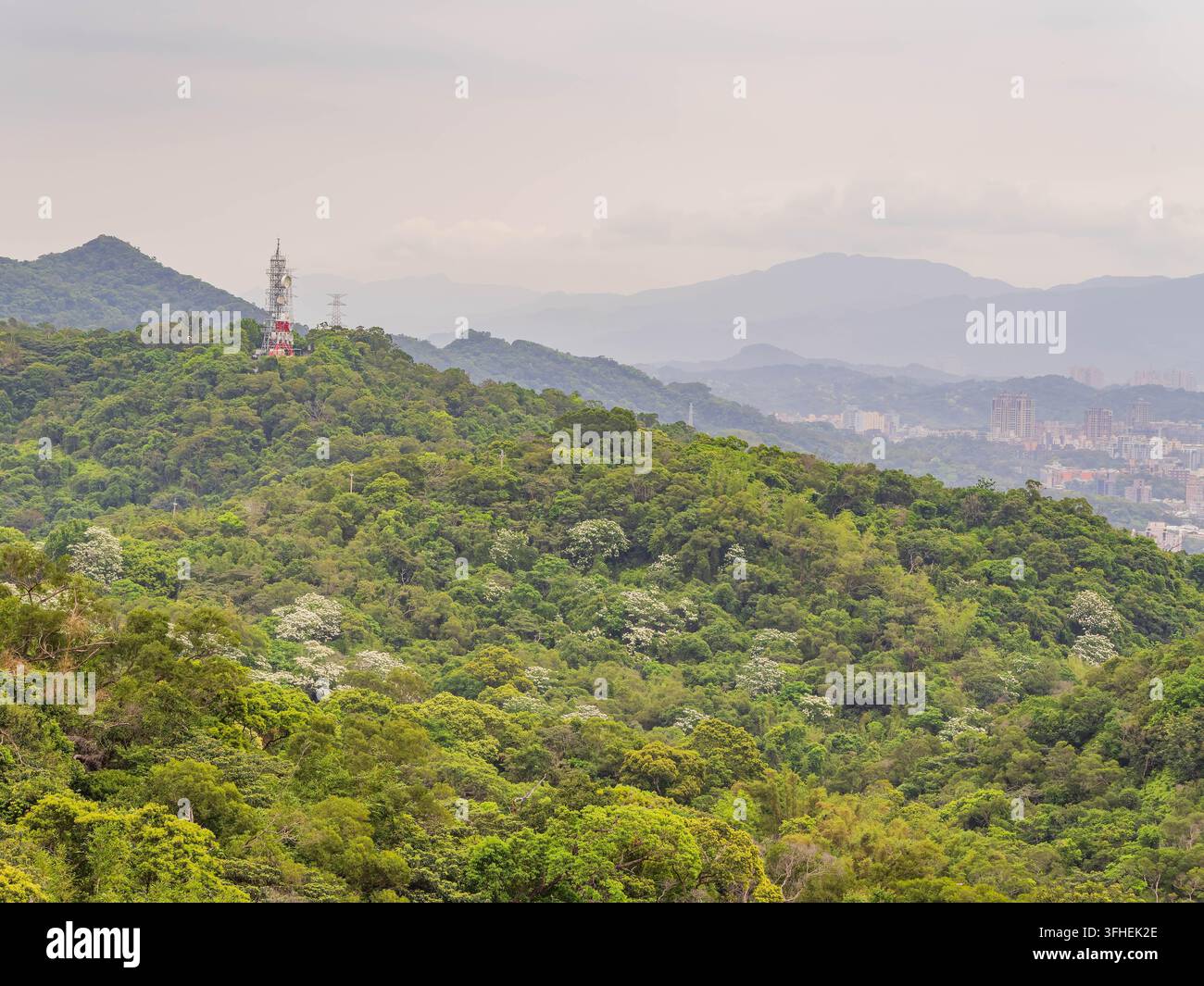 Dichtes tropisches Laub bedeckt sanfte Hügel, die sich zu einer fernen städtischen Skyline hin absenken, die unter einem bewölkten Himmel in atmosphärischem Dunst gehüllt ist. Stockfoto