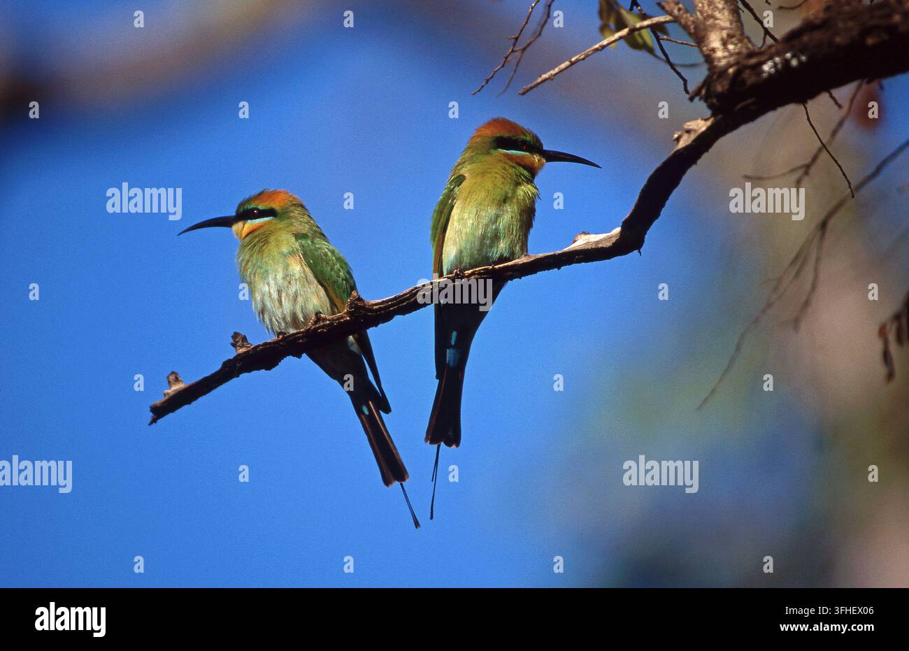 REGENBOGENBEEFRASSER (MEROPS ORNATUS) AUF EINEM AST EINES BAUMS IM KAKADU-NATIONALPARK, NORTHERN TERRITORY. AUSTRALIEN. Stockfoto