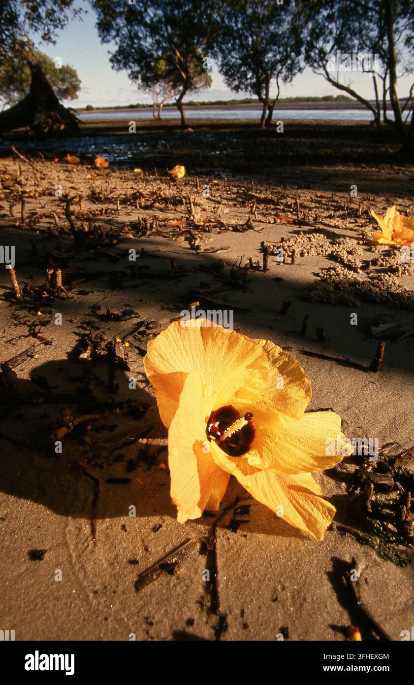 Sonnige gefallene gelbe Meereshibiskusblüten (Hibiscus tiliaceus) liegen bei Ebbe auf dem Sand, Stradbroke Island, Queensland, Australien. Stockfoto