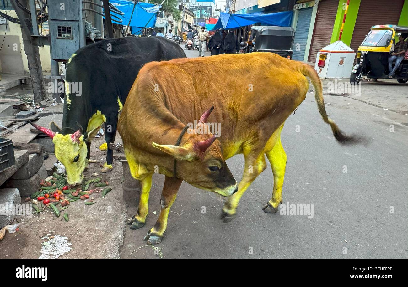 Schmuckkühe, die mit Kurkuma und hellen Farben bemalt sind, streifen während des Makar Sankranti-Festes durch die Straßen in Mysore, Karnataka, Indien Stockfoto