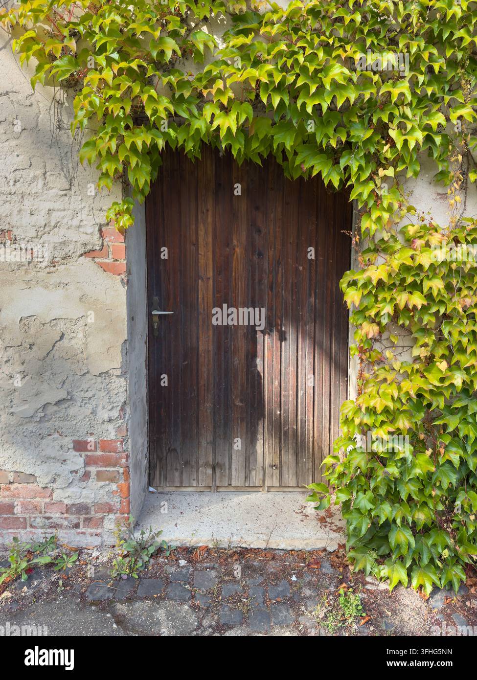 Alte Holztür mit Weinranke – Surrealer abstrakter Vertikal Stockfoto