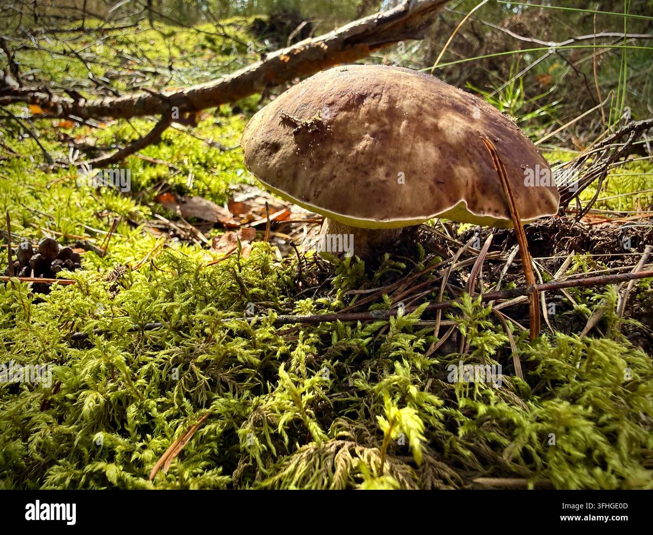 Reifer Steinpilz (Boletus edulis) wächst in leuchtend grünem Moos auf einem sonnigen Waldboden. Ideal für Stockfoto-Bedürfnisse im Zusammenhang mit Wildsammlung - Smartphone-aufgenommenes Stockfoto