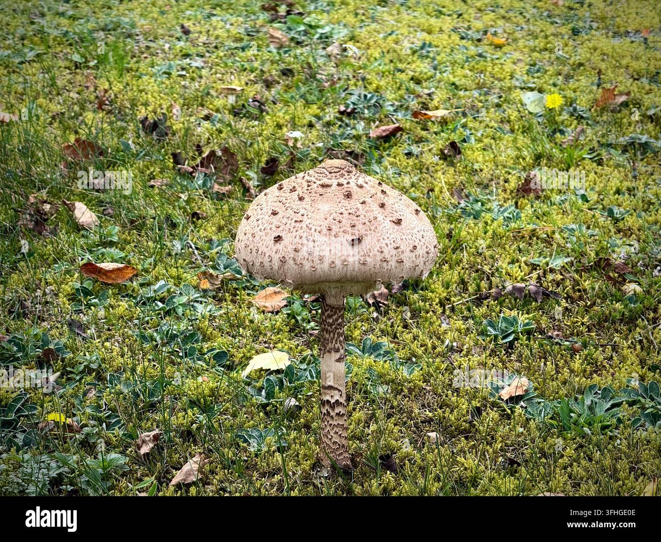 Parasolpilz (Macrolepiota procera) wächst auf einer moosigen grünen Lichtung, bedeckt mit trockenen Herbstblättern. Ideal für Stockfoto-Bedürfnisse im Zusammenhang mit Mykologie - Smartphone-aufgenommenes Stockfoto