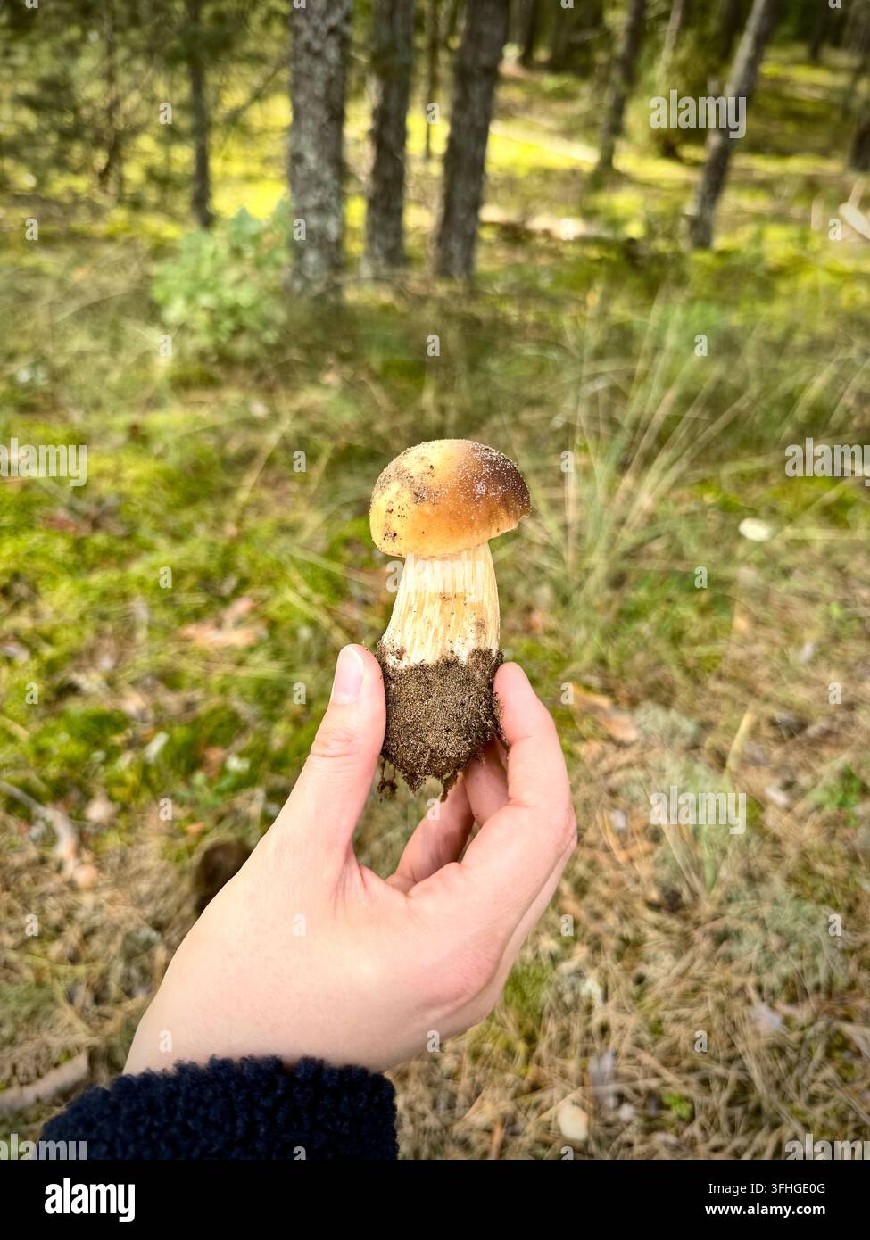 Nahaufnahme einer Hand, die einen frisch gepflückten Steinpilz (Boletus edulis) in einem sonnendurchfluteten Kiefernwald hält. Ideal für Stockfoto-Bedürfnisse im Zusammenhang mit Pilzen - Smartphone-aufgenommenes Stockfoto